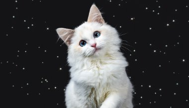 O gato de cada signo