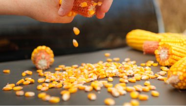 Simpatias com o milho