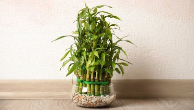 Símbolos da sorte que você precisa ter em casa