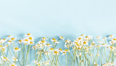 Conheça as plantas regidas pelo sol