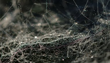 Sonhar com teia de aranha