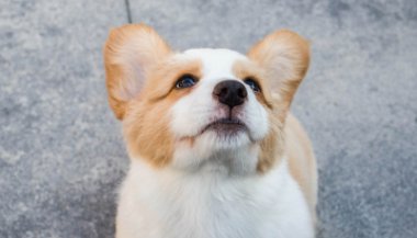 Sonhar com filhote de cachorro