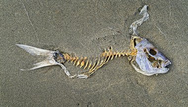 Sonhar com peixe morto