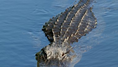 Sonhar com jacaré na água