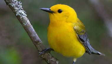 Sonhar com passarinho amarelo