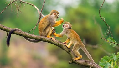 Sonhar com macaco mordendo