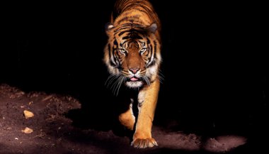 Sonhar com tigre atacando