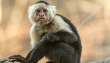 Sonhar com macaco morto