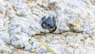 Sonhar com sapo preto