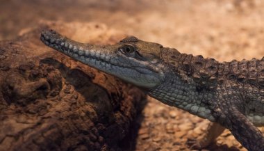 Sonhar com jacaré pequeno