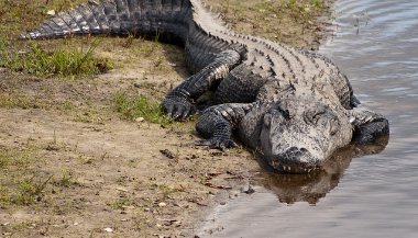 Sonhar com jacaré morto