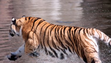 Sonhar com tigre correndo atrás de mim