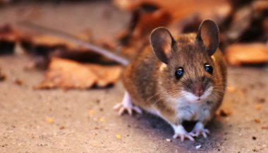 Sonhar com rato morto