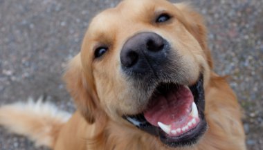 Sonhar com cachorro mordendo