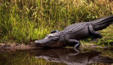 Sonhar com jacaré atacando