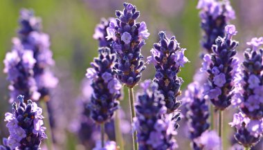 Alfazema: conheça os benefícios da planta