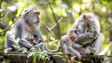 Sonhar com vários macacos