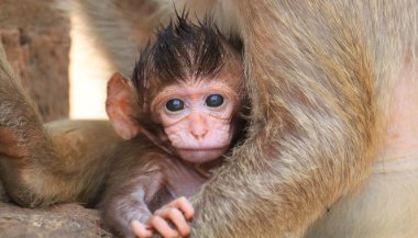 Sonhar com filhote de macaco
