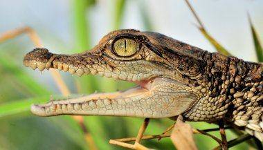 Sonhar com jacaré filhote