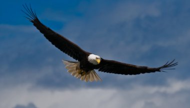 Significado de sonhar com águia