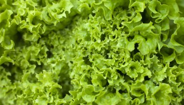 Significado de sonhar com alface