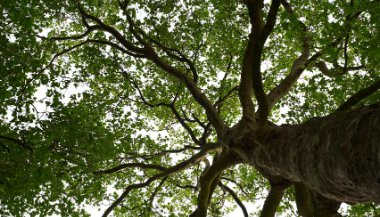 Significado de sonhar com árvore