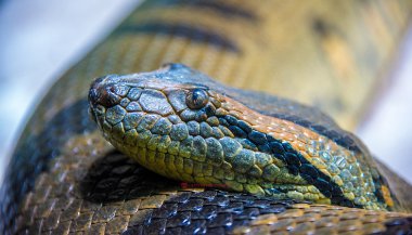 Significado de sonhar com sucuri