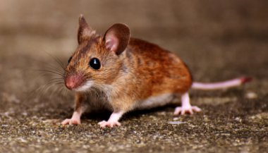 Significado de sonhar com rato correndo