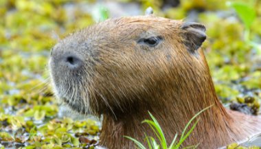 Significado de sonhar com capivara