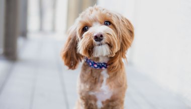 Sonhar com carrapato no cachorro