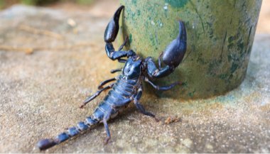 Significado de sonhar com escorpião preto