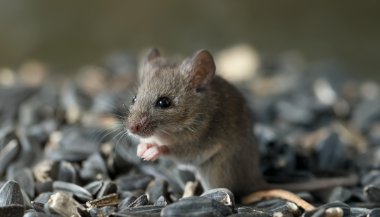 Significado de sonhar com camundongo