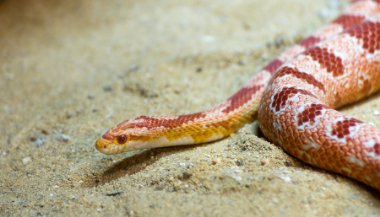 Significado de sonhar com cobra vermelha