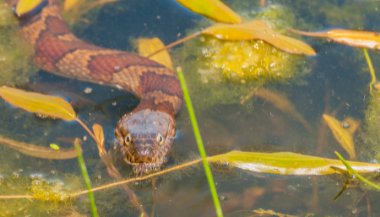 Significado de sonhar com cobra na água