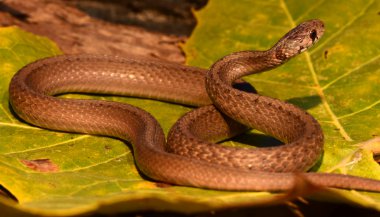 Significado de sonhar com cobra marrom