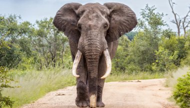 Significado de sonhar com elefante