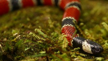 Significado de sonhar com cobra coral