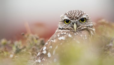 Significado de sonhar com coruja