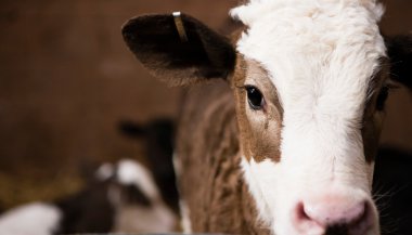 Significado de sonhar com bezerro