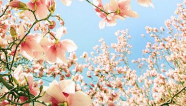 Áries, touro e gêmeos: os signos da primavera no Hemisfério Norte