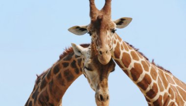 Significado de sonhar com girafa