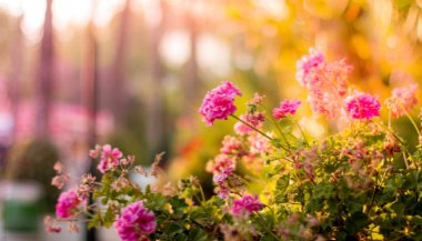 Como cada signo aproveita a primavera