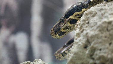 Significado de sonhar com cobra de duas cabeças