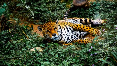 Significado de sonhar com onça