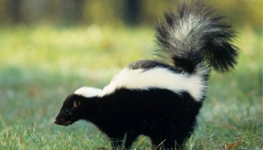 Significado de sonhar com gambá