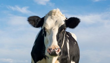 Significado de sonhar com vaca brava