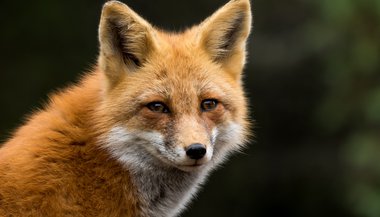 Significado de sonhar com raposa