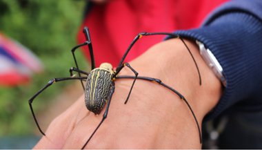 Significado de sonhar com picada de aranha