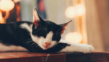 Sonhar com gato dormindo