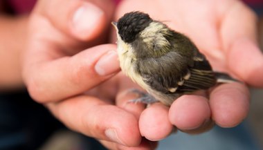Sonhar com filhote de pássaro